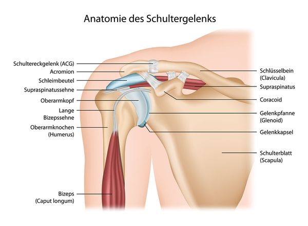 Anatomie des Schultergelenks