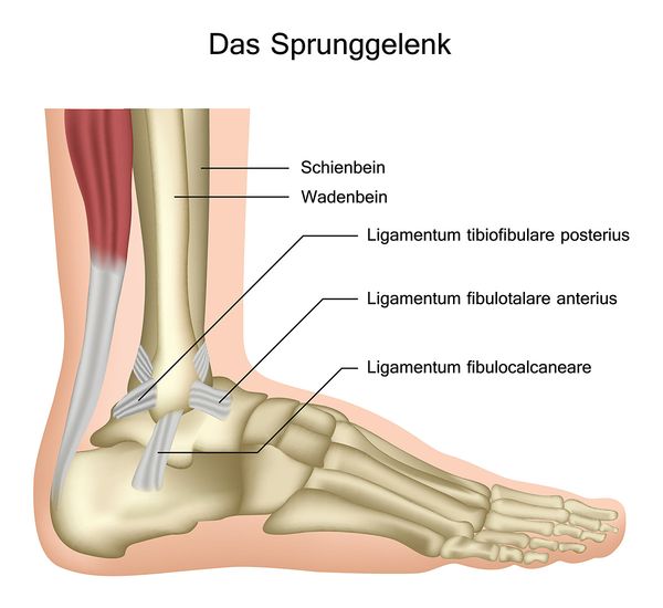 Sprunggelenk
