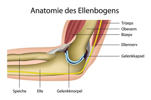 Anatomie des Ellenbogens